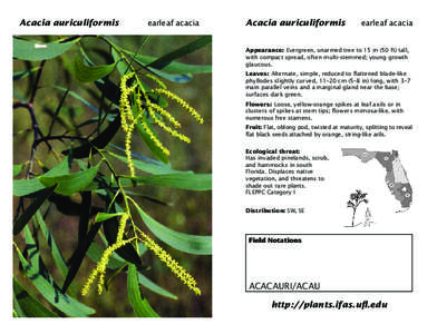 AcaciaAcacia auriculiformis auriculiformis earleaf earleaf AcaciaAcacia auriculiformis auriculiformis
