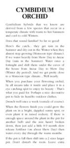 CYMBIDIUM ORCHID Cymbidium hybrids that we know are derived from a few species that occur in a temperate climate with warm to hot Summers and cool to cold Winters.
