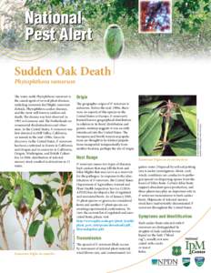 National Pest Alert Sudden Oak Death Phytophthora ramorum The water mold Phytophthora ramorum is the causal agent of several plant diseases,