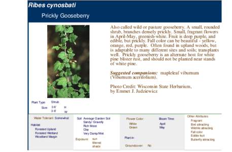 Prickly Gooseberry (ribes cynosbati)