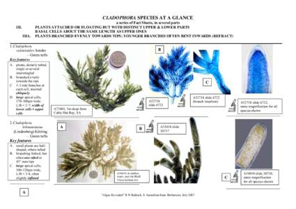 Botany / Algae / Plant / Green algae / Biology / Ulvophyceae / Marimo / Plant taxonomy / Cladophora / Cladophoraceae