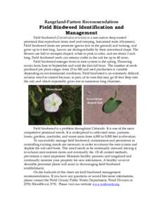 ted with le Rangeland-Pasture Recommendations  Field Bindweed Identification and