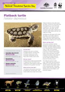 Flatback shells are wide with turnedup edges, covered by a thin fleshy skin and measure up to one metre long at adulthood. The colour is usually yellow-grey or olive-grey, with the underside a pale yellow. Flatbacks are 