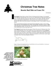 Christmas Tree Notes Rosette Bud Mite on Fraser Fir CTN-#018A Description. Rosette buds are buds of Fraser fir deformed by the feeding of an eriophyid mite called the rosette bud mite (Tricetacus fraseri). Rosette buds a