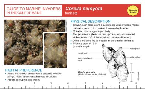 GUIDE TO MARINE INVADERS  Potential Invader  tunicate