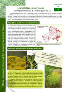 Les Solidages américains Solidago canadensis L. & Solidago gigantea Ait. Originaires d’Amérique du Nord, le Solidage du Canada et le Solidage glabre ont été introduits en Europe au 18ème siècle comme plantes orne