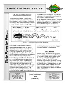 Woodboring beetles / Mountain pine beetle / Pinus ponderosa / Bark beetle / Dendroctonus / Blue stain fungus / Pine / Beetle / Cronartium ribicola / Flora of the United States / Curculionidae / Flora