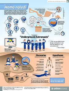 Homonaledi Infographic - US 18x24