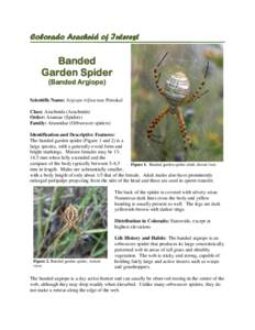 Colorado Arachnid of Interest  Banded Garden Spider (Banded Argiope) Scientific Name: Argiope trifasciata Forsskal