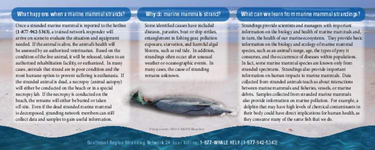 What happens when a marine mammal strands?  Why do marine mammals strand? What can we learn from marine mammal strandings?