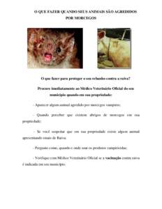 O QUE FAZER QUANDO SEUS ANIMAIS SÃO AGREDIDOS POR MORCEGOS O que fazer para proteger o seu rebanho contra a raiva? Procure imediatamente ao Médico Veterinário Oficial do seu município quando em sua propriedade: