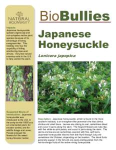 BioBullies Impacts: Japanese honeysuckle spreads vigorously and out-competes native plant species because of its