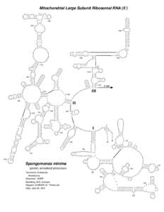 Mitochondrial Large Subunit Ribosomal RNA (5’)  A AUG C U  A