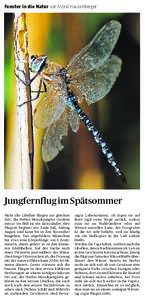 Fenster in die Natur von Astrid Hauzenberger  Jungfernflug im Spätsommer Nicht alle Libellen fliegen zur gleichen Zeit, die Herbst-Mosaikjungfer (Aeshna mixta) im Bild ist ein Spätzünder, ihre