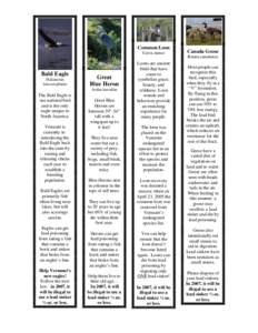 Common Loon Gavia immer Bald Eagle Haliaeetus leucocephalus