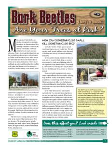 Bark Beetles  They’re Back!! Are Your Trees at Risk?