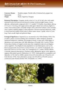 Schinus terebinthifolius Raddi Anacardiaceae/Cashew Family Common Names: Synonymy: Origin: