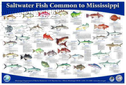 80018 DMR_Poster[removed]:46 AM Page 1  Saltwater Fish Common to Mississippi Florida Pompano Trachinotus carolinus Peak Season:Summer