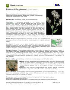 Microsoft Word - Perennial Pepperweed -Lepidium latifolium.doc