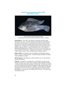 2UHRFKURPLVPRVVDPELFXV3HWHUV 0R]DPELTXH7LODSLD Photo of breeding male Mozambique tilapia by Department of Fisheries and Allied Aquacultures, Auburn University