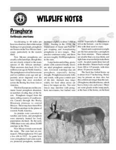 Biology / Antelope / Horn / Zoology / Even-toed ungulates / Pronghorn