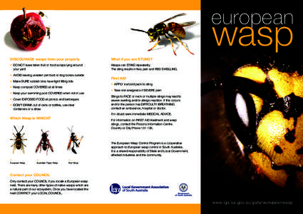 Paper wasp / Vespula germanica / Bee sting / Bee / Yellowjacket / Vespula vulgaris / Vespidae / Hymenoptera / Wasp