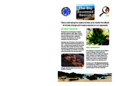 Seaweed / Fucus serratus / Pelvetia canaliculata / Fucus / Ascophyllum nodosum / Wrack / Sargassum / Phycology / Kelp / Algae / Fucales / Water