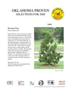 OKLAHOMA PROVEN SELECTIONS FOR 2008 TREE  Bosnian Pine