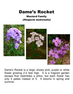 Dame’s Rocket Mustard Family (Hesperis matronalis)  Dame’s Rocket is a large, showy pink, purple or white