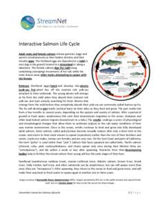 Interactive Salmon Life Cycle Adult male and female salmon release gametes (eggs and sperm) simultaneously as their bodies shimmy and their mouths gape. The fertilized eggs are deposited in a redd (a nest dug in the grav