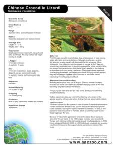 Chinese crocodile lizard / Crocodile / Lizards / Agamidae / Herpetology / Squamata / Reptiles of Australia