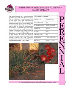 Malveae / Flora of North America / Sphaeralcea / Malva / Pruning / Alcea / Botany / Flora of the United States / Sphaeralcea ambigua