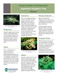 Invasive Plants in Pennsylvania  Japanese Angelica Tree Aralia elata  John M. Randall, The Nature Conservancy,