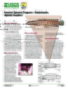 Invasive Species Program—Snakeheads, Aquatic Invaders What are snakeheads? Snakeheads are airbreathing freshwater fishes that are not native to North America. In scientific terms, snakeheads are divided into two distin
