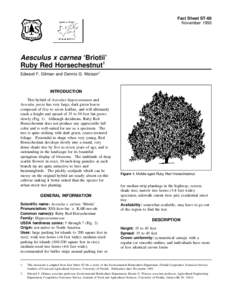 Fact Sheet ST-66 November 1993 Aesculus x carnea ‘Briotii’ Ruby Red Horsechestnut1 Edward F. Gilman and Dennis G. Watson2