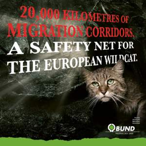 02  European wildcats kittens The BUND wants to give them a future. Please help us!