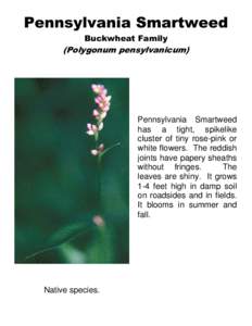 Pennsylvania Smartweed Buckwheat Family (Polygonum pensylvanicum)  Pennsylvania Smartweed