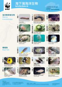 海下灣海洋生物 Hoi Ha Wan Marine Life Cucumber  Protula sp.