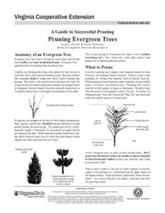 Publication[removed]A Guide to Successful Pruning Pruning Evergreen Trees Susan C. French, Extension Technician