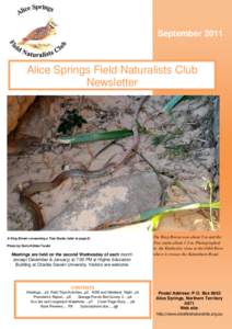 September[removed]Alice Springs Field Naturalists Club Newsletter  A King Brown consuming a Tree Snake (refer to page 8)