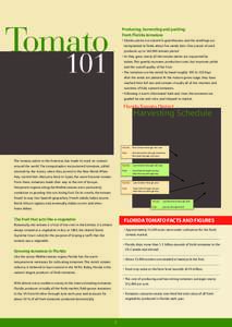 Lycopene / Agriculture / United States salmonellosis outbreak / Tomaccio / Tomatoes / Food and drink / Fruit