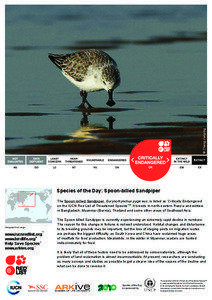 © Zheng Jianping  Species of the Day: Spoon-billed Sandpiper