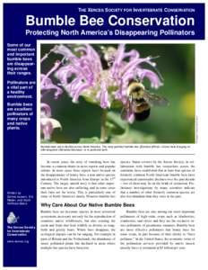 THE XERCES SOCIETY FOR INVERTEBRATE CONSERVATION  Bumble Bee Conservation Protecting North America’s Disappearing Pollinators Some of our most common