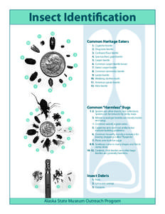 Insect Identification[removed]Common Heritage Eaters