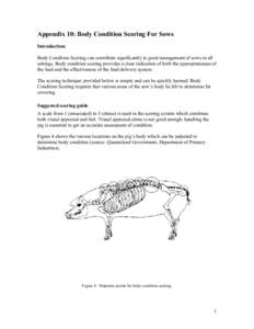 Appendix 10: Body Condition Scoring For Sows Introduction: Body Condition Scoring can contribute significantly to good management of sows in all settings. Body condition scoring provides a clear indication of both the ap