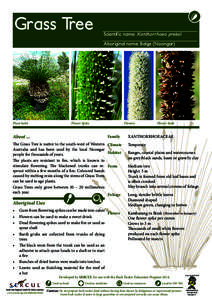 Grass Tree  Scientific name: Xanthorrhoea preissii Aboriginal name: Balga (Noongar)  Flower Spike
