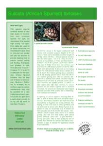 Geochelone / Tortoise / African spurred tortoise