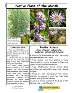 Summer  Native Plant of the Month Douglas Aster A. subspicatus