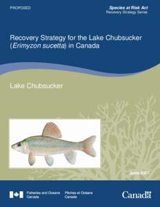 Recovery Strategy for the Lake Chubsucker (Erimyzon sucetta) in Canada [Proposed]