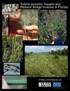 Field season 2001 found the nonindigenous sedge Scleria lacustris (Wright’s nut-rush) spreading in conservation marshlands of south central Florida. Marshes in the upper basins of the St. Johns River (Brevard and Indi
